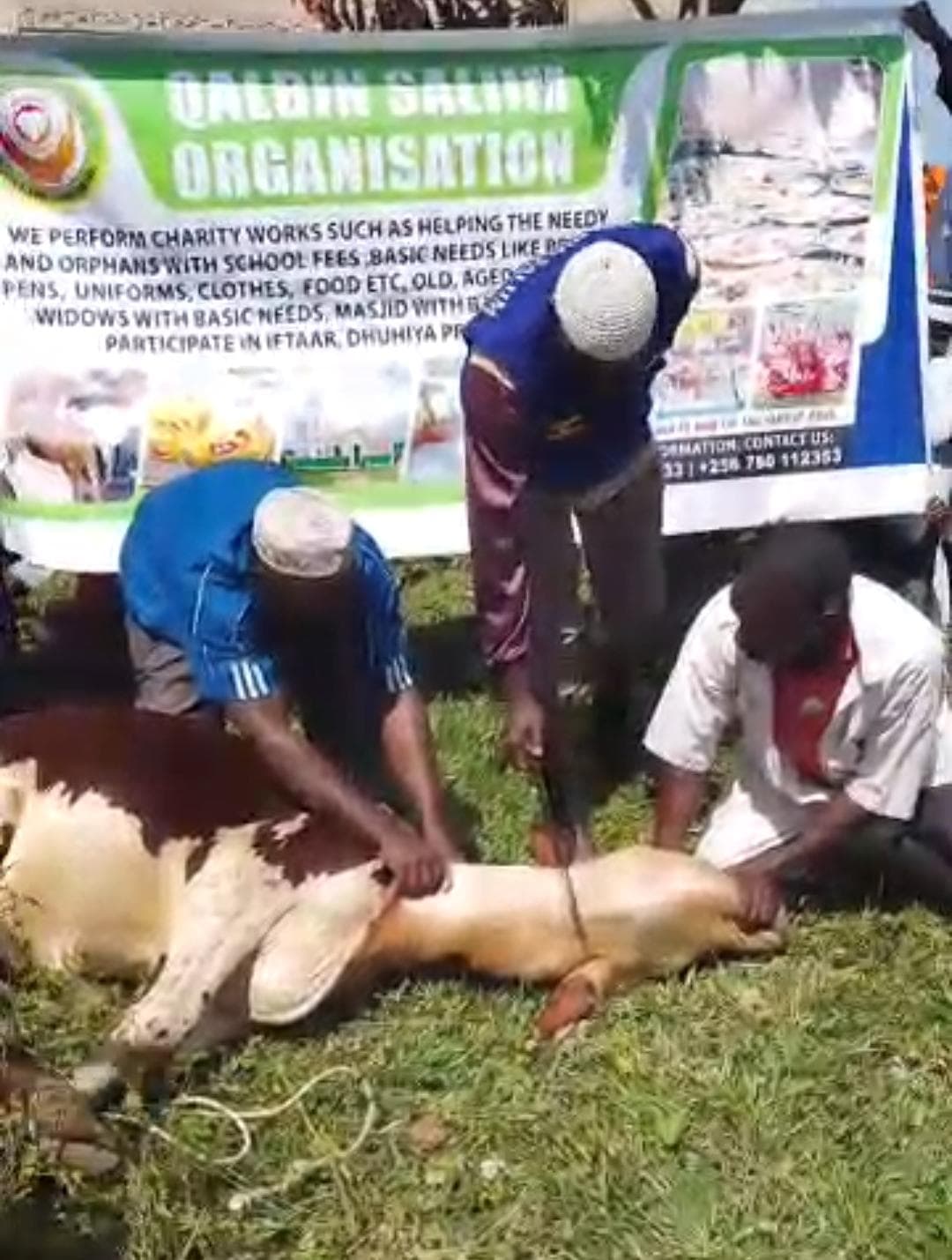 Slaughtering in progress